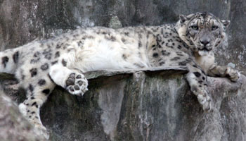 Snow Leopard Pics