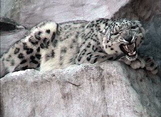 snow leopard hissing  Snow Leopard Facts snowleopardZoe275