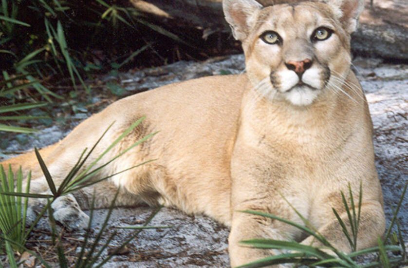 Puma SUGAR cougar