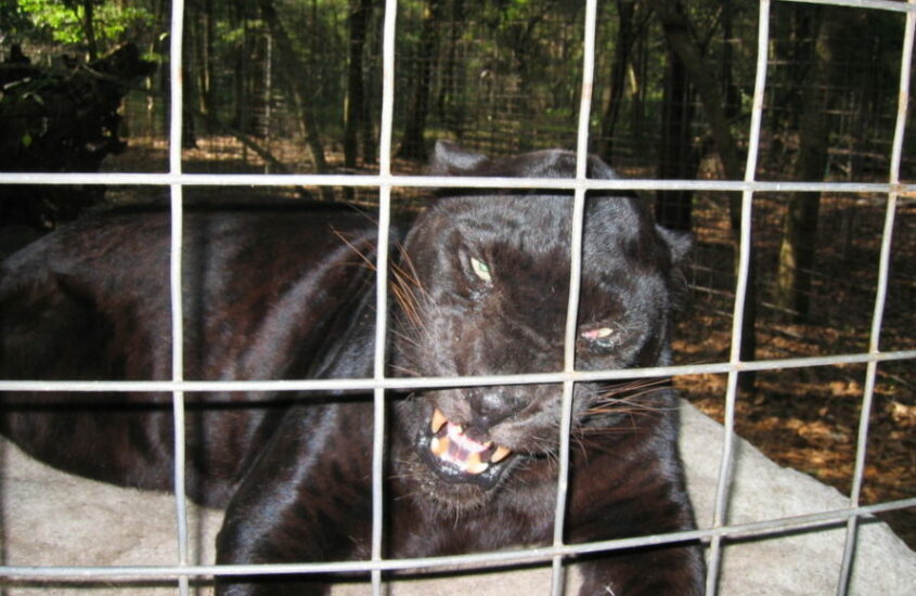 Shaquille the black leopard at Big Cat Rescue