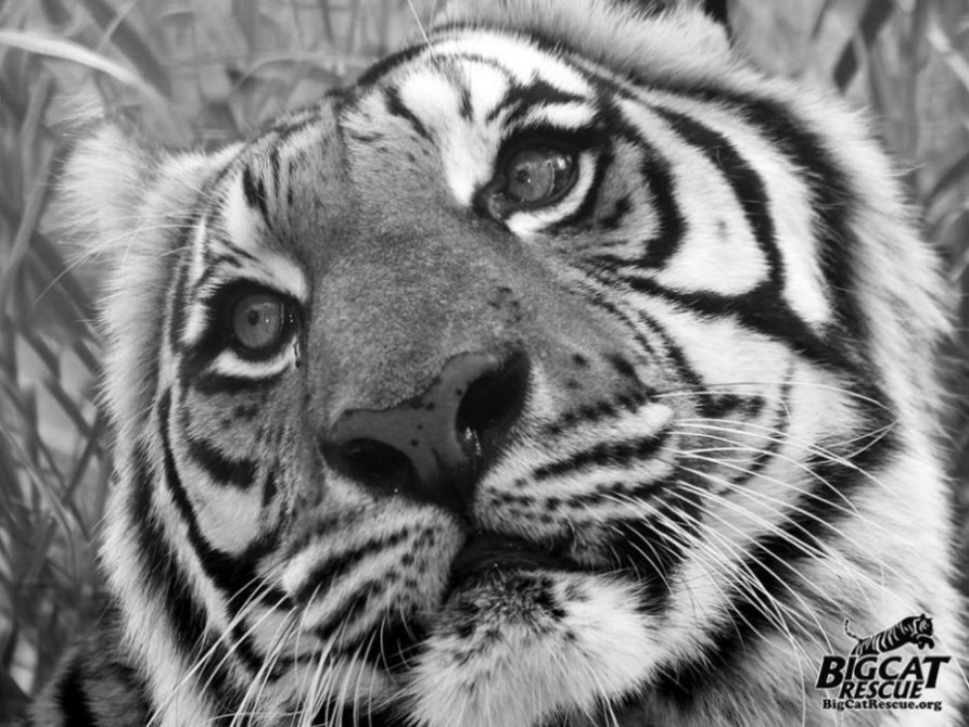 Buffy the Tiger Dies and Tribute to Wonderful Cat
