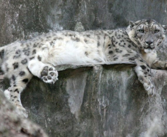 Hercules Snow Leopard