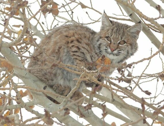 bobcat kitten in tree
