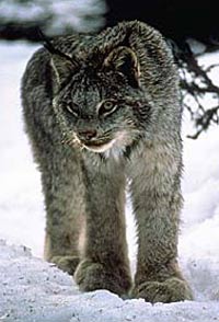 Lynx attacks pet in Labrador, Canada | Big Cat Rescue