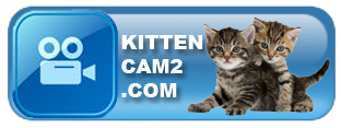 KittenCam2