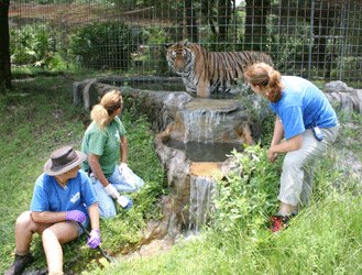 Intern with tigers