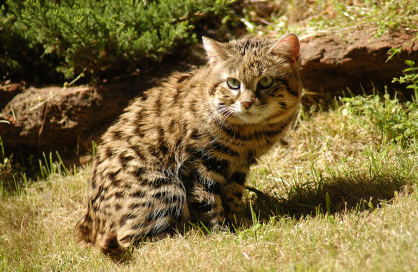 black footed cat size comparison to house cat