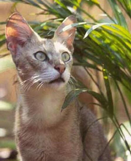 Shaniqua the Jungle Cat