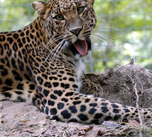 Nyla the Leopard at Big Cat Rescue