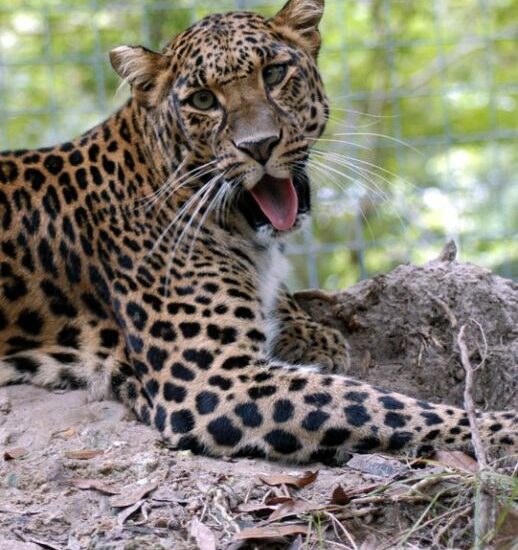 Nyla the Leopard at Big Cat Rescue