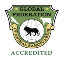 Big Cat Rescue is accredited by the Global Federation of Animal Sanctuaries  HumaneWatch GFAS Logo Acrredited 300x292 215x210 f improf 215x210