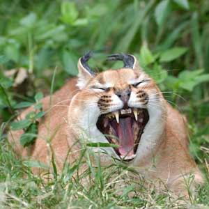 Rose the caracal at Big Cat Rescue