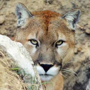 Cody the Cougar at Big Cat Rescue