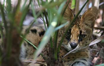 Bongo the serval at Big Cat Rescue