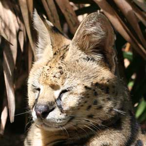 Fluffy the serval at Big Cat Rescue