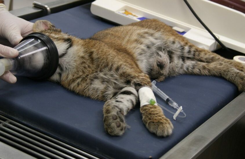 Rehab Bobcat Under Vet Care
