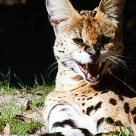 Ty the Serval