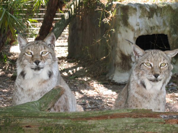 Katmandu and Kanawha Siberian Lynx