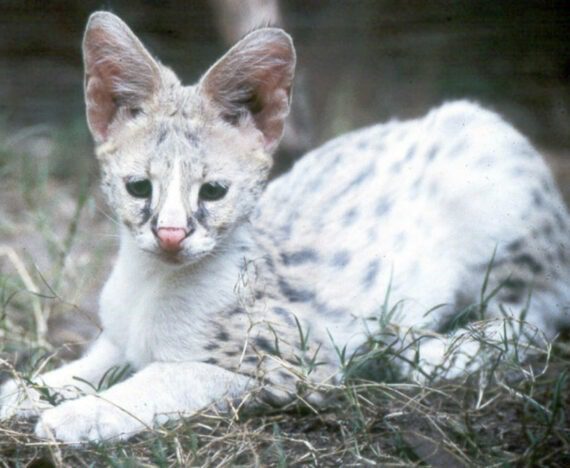 White Serval Kitten