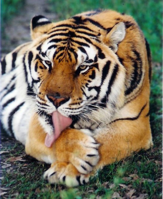 Tiger Taking a Bath at Big Cat Rescue