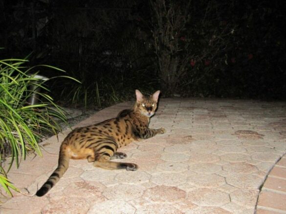 Savannah Cat Kills Fox in Belle Meade Island, Miami, FL