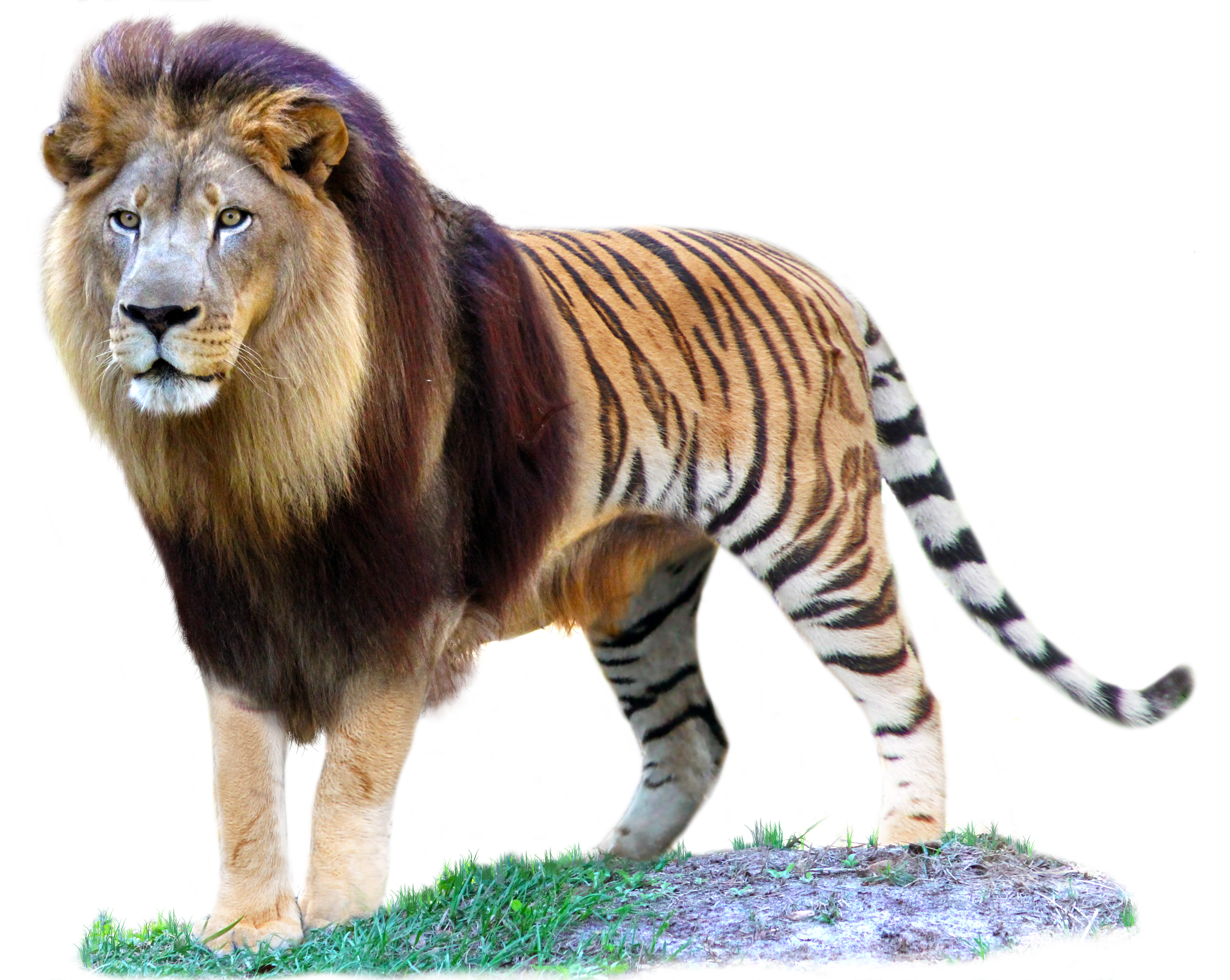Левый тигр. ТИГОН тигролев. Лигр и тигролев. Лигр гибрид Льва и тигра. Тигролев гибрид тигра и львицы.