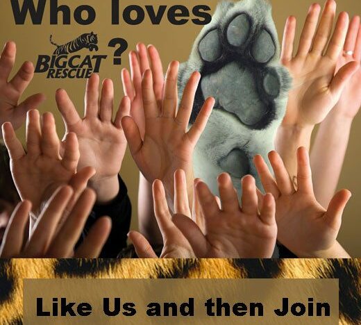 Help Big Cat Rescue Get to 50,000 Fans