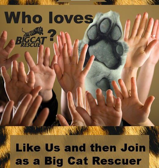 Help Big Cat Rescue Get to 50,000 Fans
