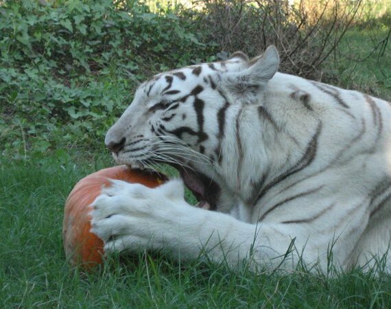 Zabu tiger Pumpkin