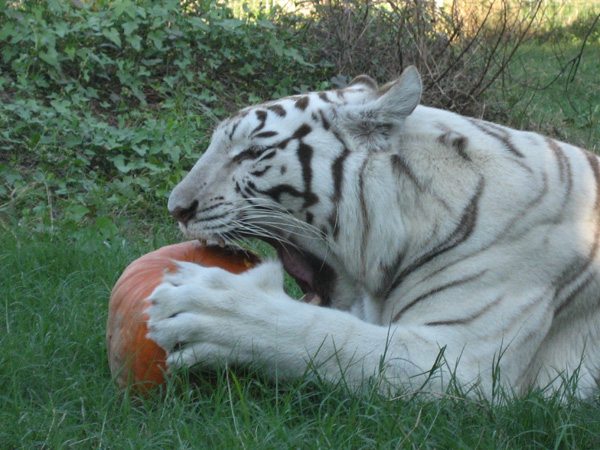 Zabu tiger Pumpkin