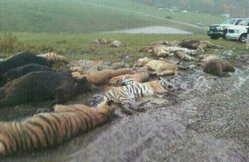 Zanesville Massacre 18 tigers 17 lions 3 cougars gunned down