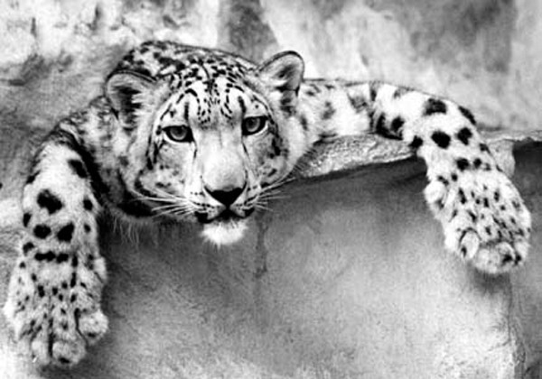 Save Snow Leopards