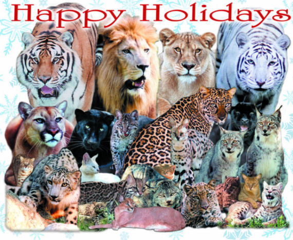 Happy Holidays from Big Cat Rescue