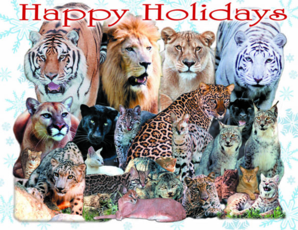 Happy Holidays from Big Cat Rescue