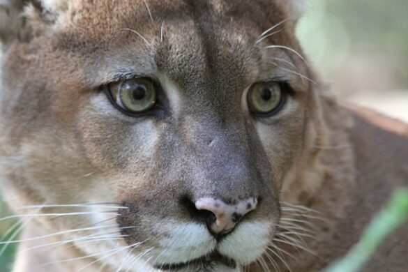 Cougar Puma or Mountain Lion Attacks Are Likely Discarded Pets