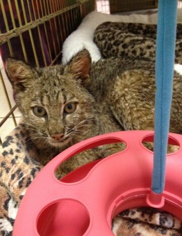 Blind baby bobcat kitten named Rufus at Big Cat Rescue