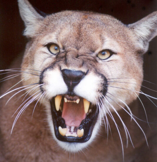 snarl-growl-mad-Cougar-Mountain-Lion-Puma-CODY4