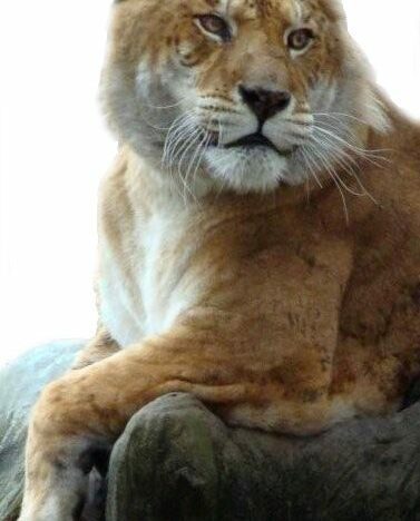 Ligers and Tigons are hybrids of Lion and Tiger Matings