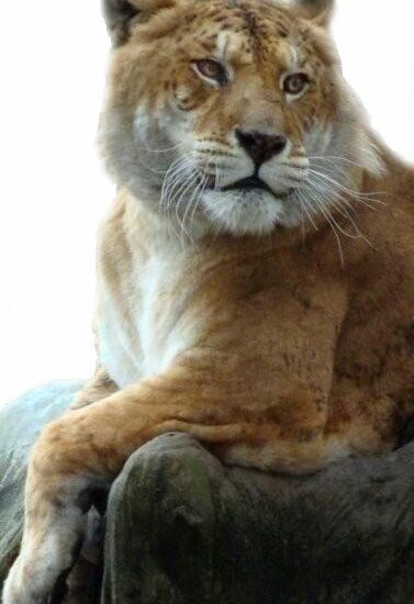 Ligers and Tigons are hybrids of Lion and Tiger Matings