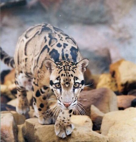 Remembering Malachi the Clouded Leopard