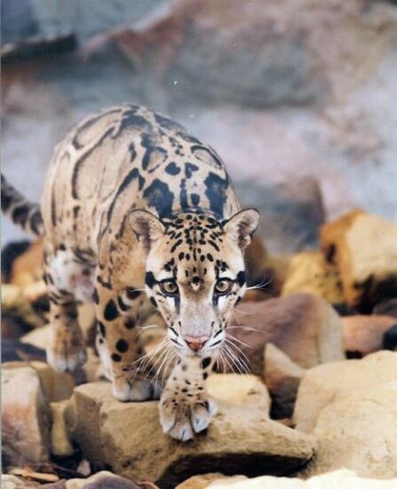 Remembering Malachi the Clouded Leopard
