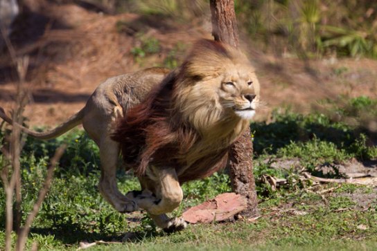 Lion-Running-2012-Steve-bigcats307