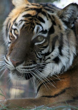 Tiger-Amanda-BigCatRescue_13
