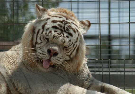 Deformed white tigers are the norm in captive collections