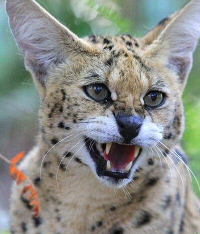 Servals, like Cleo Cat Tra have become the next biggest cat people buy since they cannot trade in great cats and cougars as pets across state lines