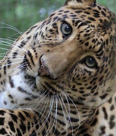 Leopard Simba Wonders Why