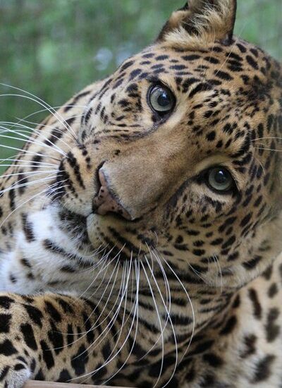 Leopard Simba Wonders Why