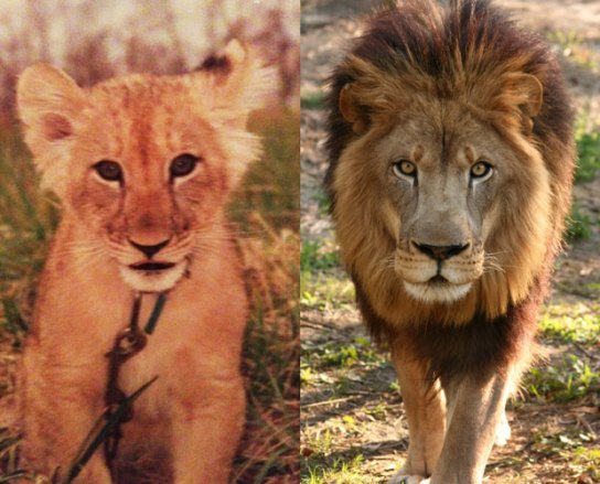 Joseph the Lion Before and After