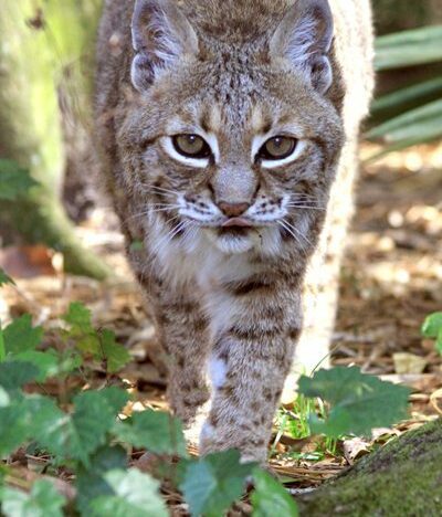 Bobcat Fever is deadly to bobcats, cougars, mountain lions, Florida panthers, tigers and domestic cats