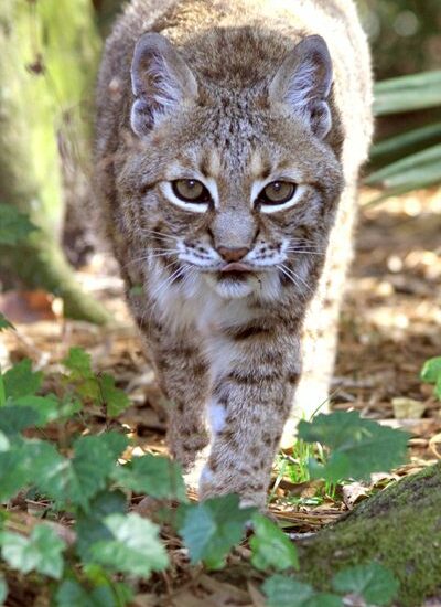 Bobcat Fever is deadly to bobcats, cougars, mountain lions, Florida panthers, tigers and domestic cats